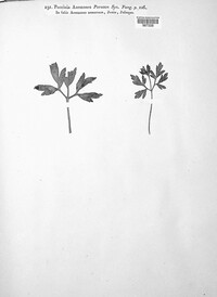 Puccinia anemones image